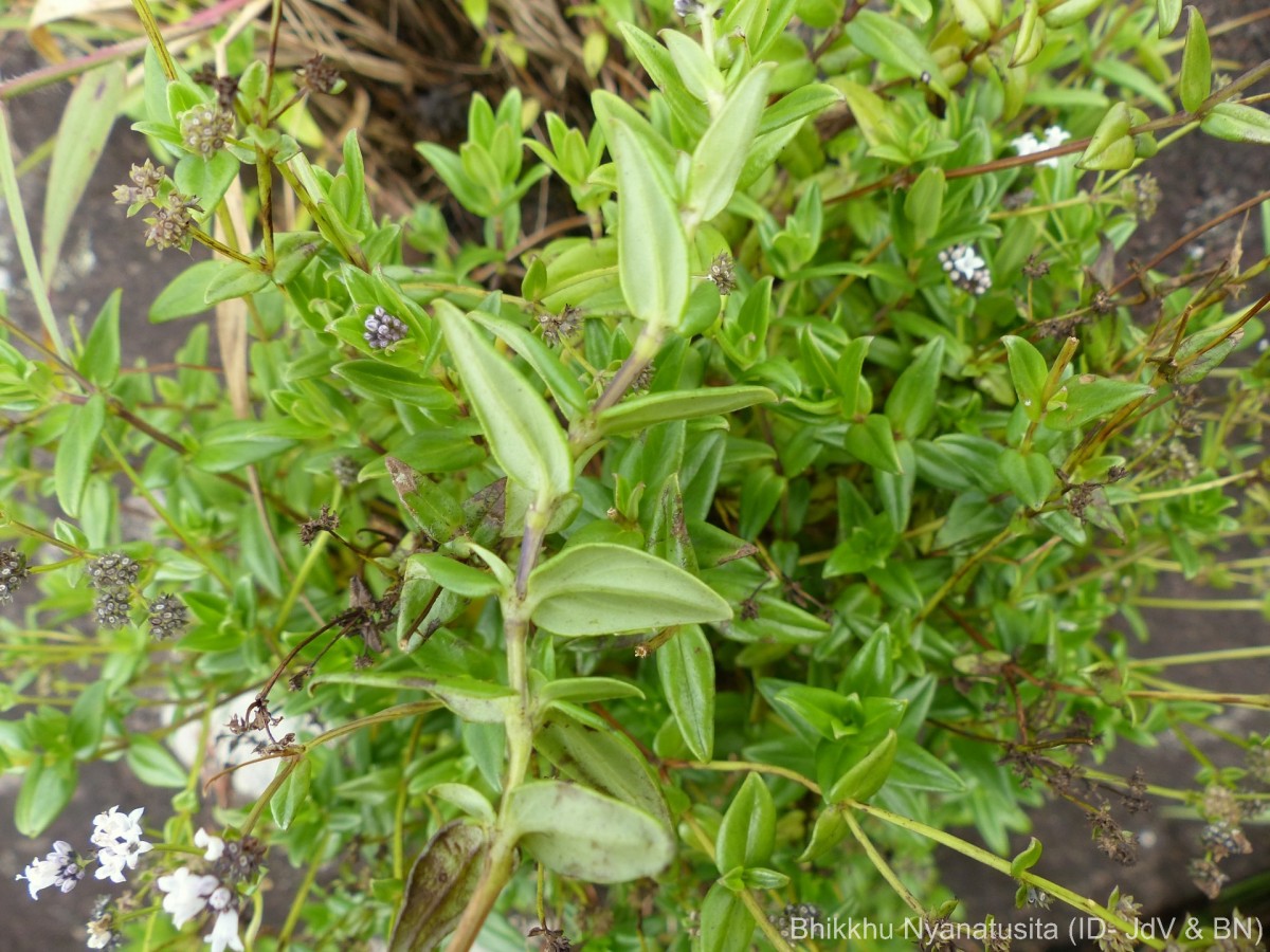 Neanotis monosperma (Wight & Arn.) W.H.Lewis